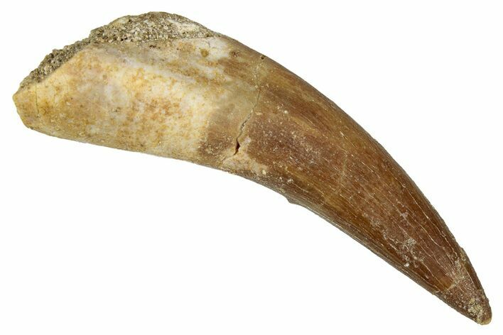 Fossil Plesiosaur (Zarafasaura) Tooth - Morocco #344230